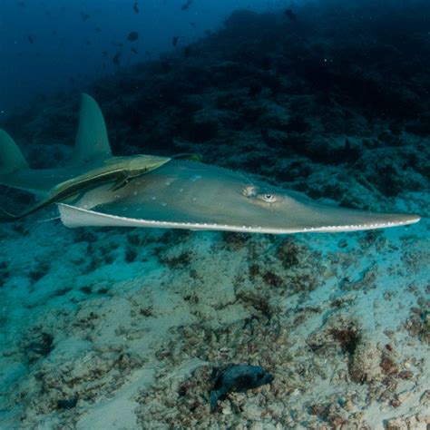 Success At Cites For Sharks And Rays Save Our Seas Foundation