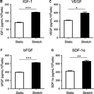 The Effect Of Mechanical Stretch On The Cytokines Released From Human