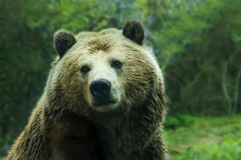 Kodiak Bear Clyde The Largest Bear Ever Recorded