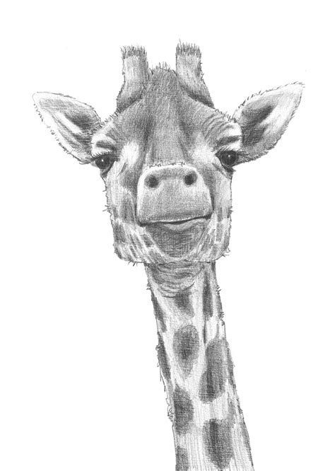 Giraffe Pencil Drawing