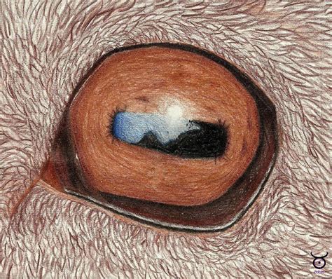 Goat Eye by Ixkinnamid on DeviantArt