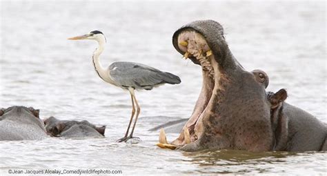 Comedy Wildlife Photography Awards Ecco I Vincitori Del