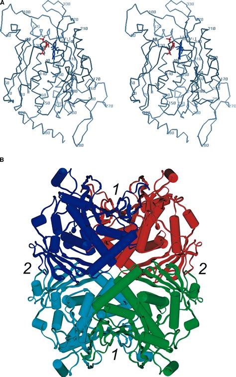 The Structure Of Chorismate Synthase Reveals A Novel Flavin Binding Site Fundamental To A Unique