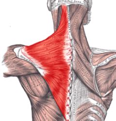 The Truth About the Trapezius Muscle – Part 1: Upper Traps - Nick ...