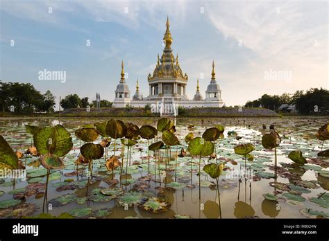 Con Estanque De Loto Nelumbo Delante De Maha Rattana Chedi De Wat