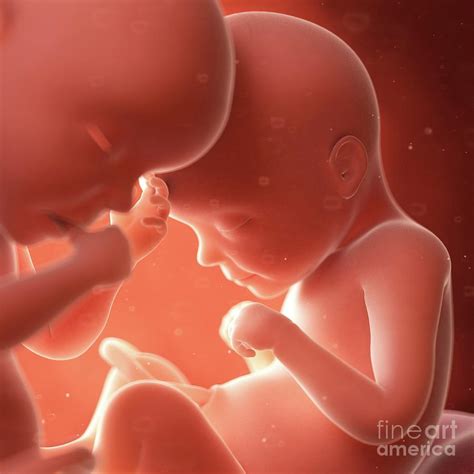 Identical Twins In The Womb