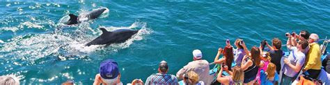 Los Angeles Whale Watching - Newport Landing