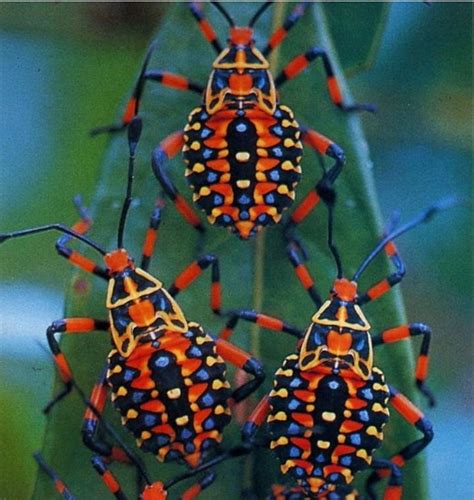 Coreid Bug Nymphs | Bugs and insects, Shield bugs, Insects