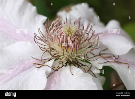 Nelly Moser Clematis Blumen Nahaufnahme Stockfotografie Alamy