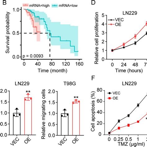 Tph 1 Promoted Glioma Progression A The Transcriptome Expression Of