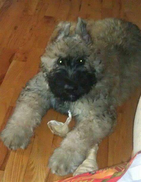 17 Best Images About Bouvier Des Flandres On Pinterest Toy Poodles