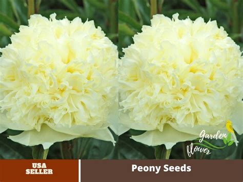 10 Rare Seeds Goldilocks Peony Seeds B027 Seeds Fruit Etsy