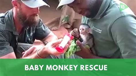 Baby Monkey Rescue Youtube