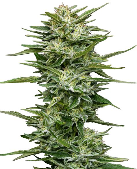 Sementes de Pineapple Kush Cake Automáticas Sensi Seeds