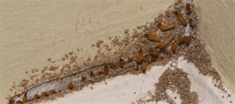 Drywood Termites A Comprehensive Guide To Identification And Control