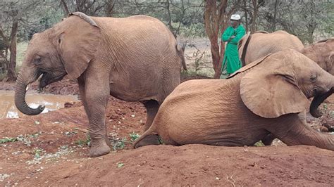 Giraffe Elephant Orphanage Bomas Of Kenya Day Tour Getyourguide