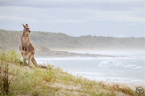 Kangaroo Photos Australia Beach Photos Beach Photos | Etsy