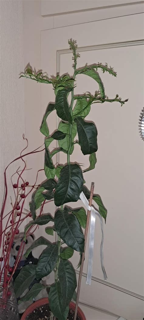 Are These Weird Bugs Killing My Baby Lemon Tree Rgardening