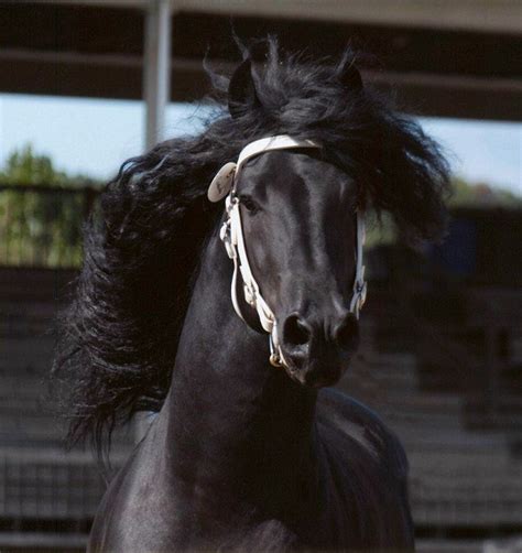 Friesian Sport Horse Breeders Directory