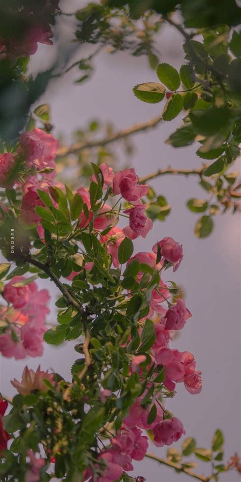 Pink Flowers Are Blooming On A Tree Branch