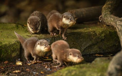 Chester Zoos Otter Pups Learn To Swim Zooborns