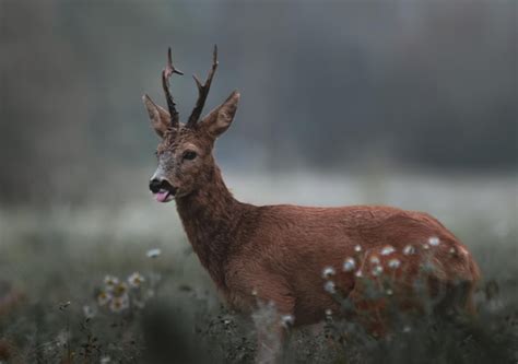 Rehe stehen am frühen Morgen auf einem Feld mit Gänseblümchen Premium