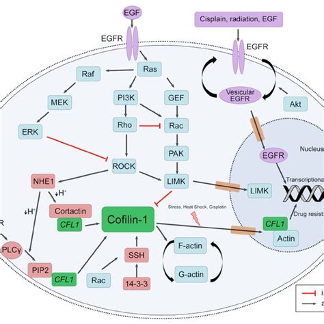 EGFR And Cofilin 1 Cytosolic And Nuclear Crosstalk Schematic