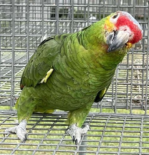 Red Lored Amazon Parrots For Sale