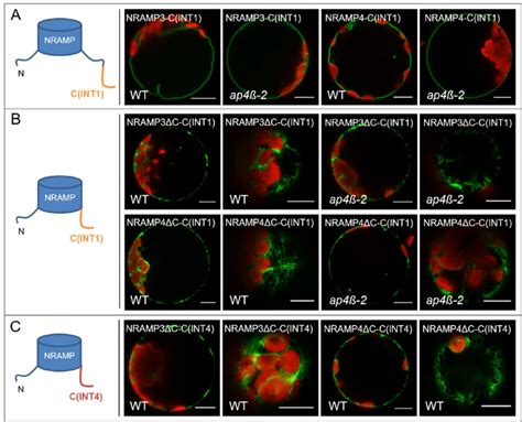 Subcellular Localization Of Gfp Labeled Nramp Int And Nramp Int