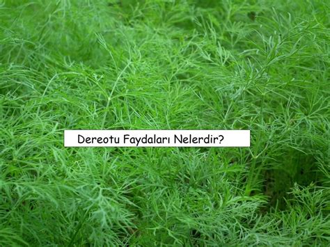Dereotu Yararları Nelerdir? – Gelecekten.Net