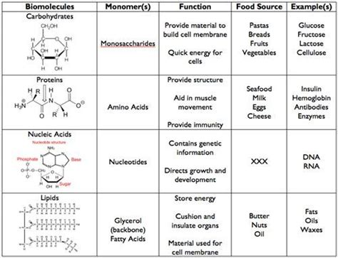 Activity Sheets For Biomolecules