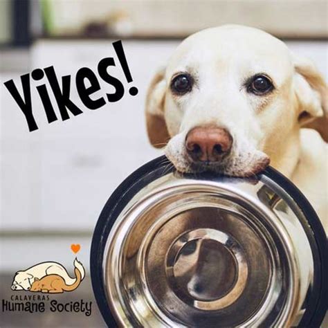 Pet Food Bank Needs Your Help Calaveras Humane Society