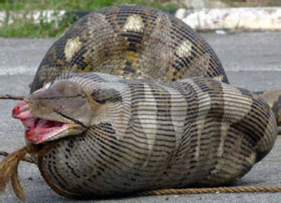 Animals world: Anaconda Anacondas eating people and humens animals