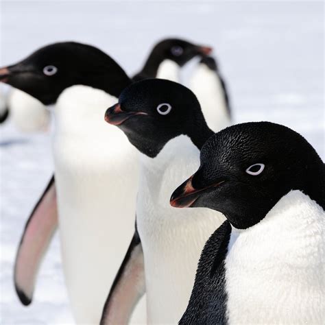 Penguins — Australian Antarctic Program