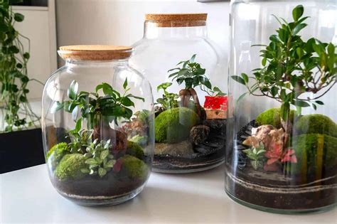 Best Plants To Use In A Closed Terrarium At Claudia Pelzer Blog