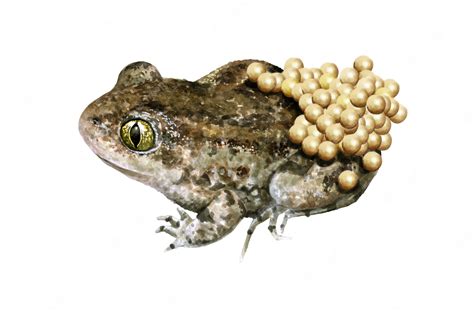 Premium Photo | Common midwife toad