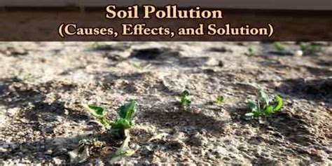 Soil Pollution (Causes, Effects, and Solution) - Assignment Point