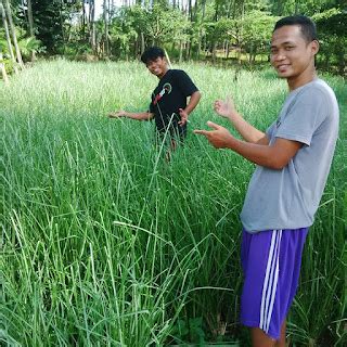 Jual Rumput Vetiver Akar Wangi Tanaman Rumput Tebing Tanaman