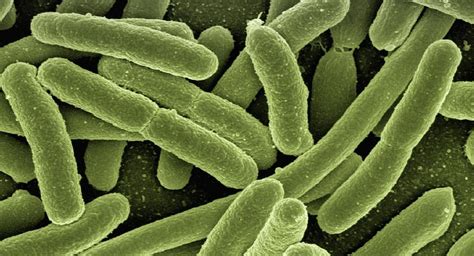 Qu Es La Klebsiella Pneumoniae Bacteria Que Tiene Brote En