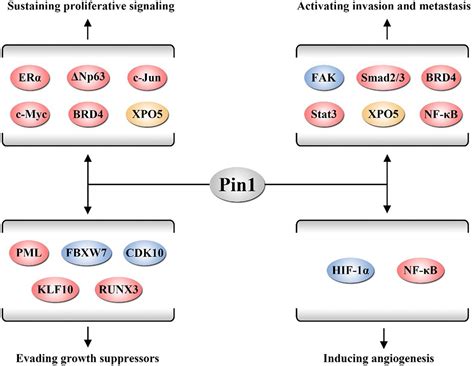 Frontiers Prolyl Isomerase Pin In Human Cancer Function Mechanism