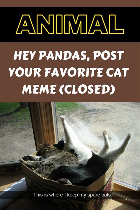 Hey Pandas Post Your Favorite Cat Meme Closed Cat Memes Cute