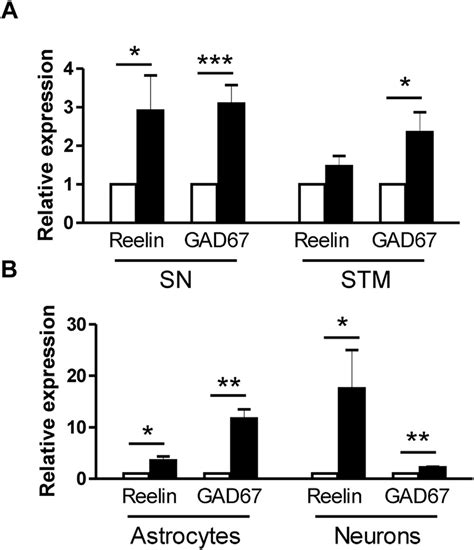 Reelin And Gad Mrna In Aging Gfap Hmox Mice Gene Expression