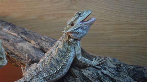 What Are The Holes On A Bearded Dragon Head Acuario Pets