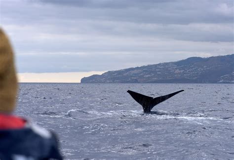 Madeira Bootstour Zur Wal Und Delfinbeobachtung Ab Machico Getyourguide