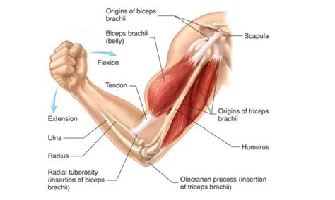 skeletal muscle structure Archives - Mobility Physiotherapy Clinic