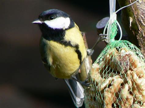 Kohlmeise führt Liste der Wintervögel an Glocke