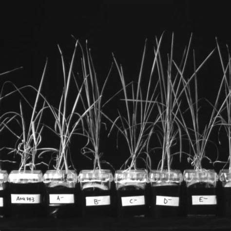 Effect Of Bacterial Inoculation On The Growth Of Rice Seedlings Cv Download Scientific Diagram