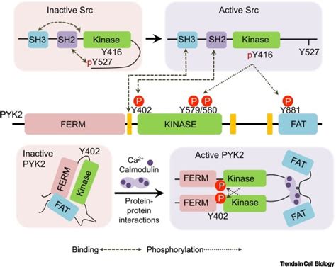 Pyk2 A Hub Of Signaling Networks In Breast Cancer Progression Trends