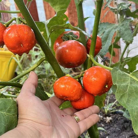 Semillas De Berenjena Melazane Rossa Di Rotonda Cultiva Tu Vida Mrv