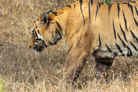 Tiger Safari Tours Best Wildlife Safari Packages In India